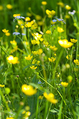 Image showing Yellow flowers