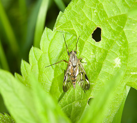 Image showing Fly