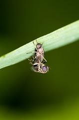 Image showing Mating flies
