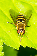 Image showing Hoverfly