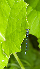 Image showing Odonata