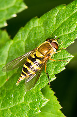 Image showing Hoverfly