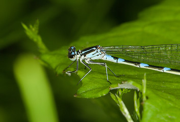 Image showing Odonata