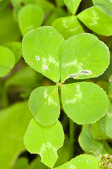 Image showing Four-leaf clover