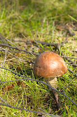 Image showing Mushroom