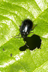 Image showing St. John's Wort beetle
