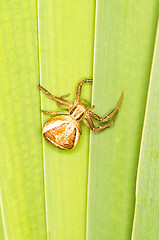 Image showing Spider