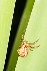 Image showing Spider