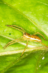 Image showing Spider