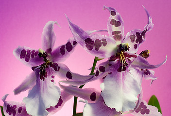 Image showing Orchid