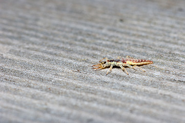 Image showing Chrysopidae