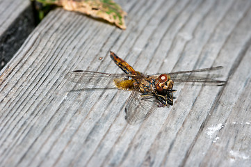 Image showing Dragonfly