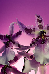 Image showing Orchid