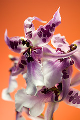 Image showing Orchid