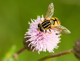 Image showing Hoverfly