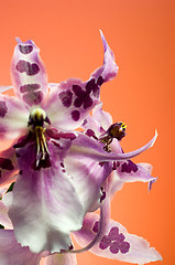 Image showing Orchid