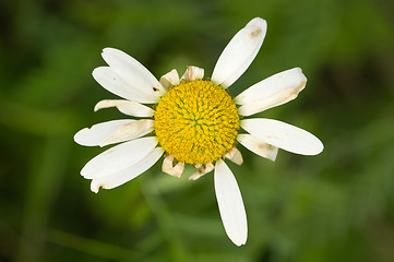 Image showing Flower