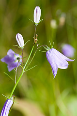 Image showing Flowers