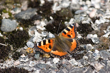 Image showing Nymphalis urticae