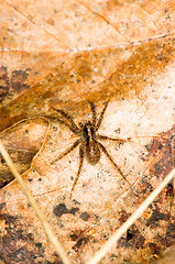 Image showing Spider