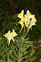 Image showing Flowers