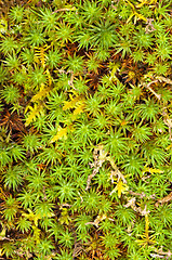 Image showing Mossy