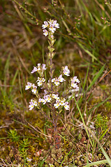 Image showing Flowers