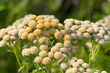 Image showing Tanacetum vulgare 