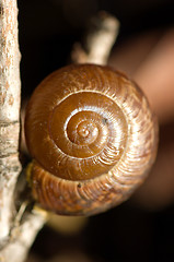 Image showing Conch