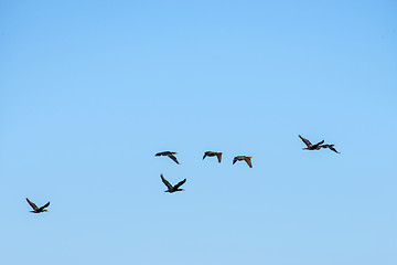 Image showing Cormorants on the sky