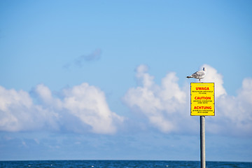 Image showing Groin in the Baltic Sea with gulls