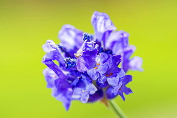 Image showing Lavender with blurred background