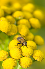 Image showing Tanacetum vulgare