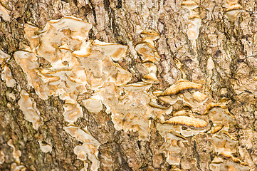 Image showing Polypore