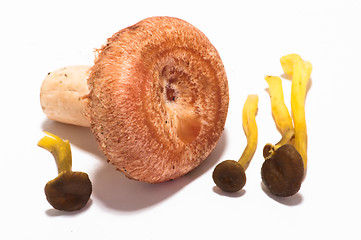 Image showing Mushrooms