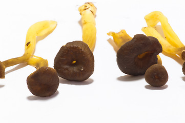 Image showing Cantharellus lutescens