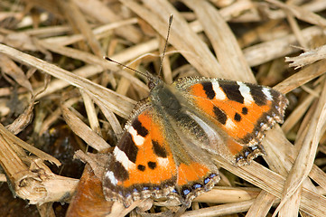 Image showing Nymphalis urticae