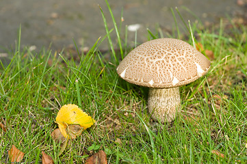 Image showing Mushroom