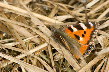 Image showing Nymphalis urticae