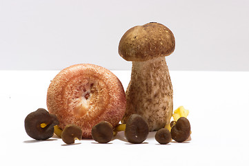 Image showing Mushrooms