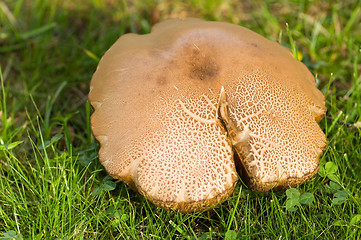 Image showing Mushroom