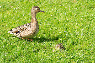 Image showing Ducks