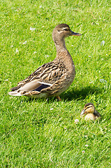 Image showing Ducks