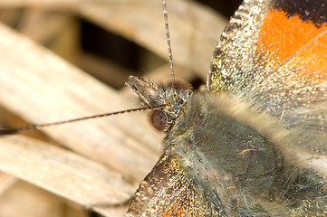 Image showing Butterfly