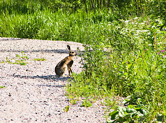 Image showing Hare