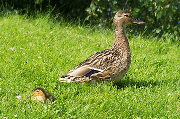 Image showing Ducks