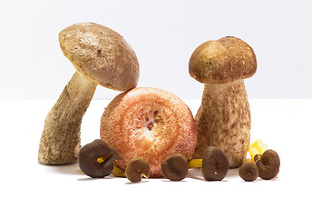 Image showing Mushrooms