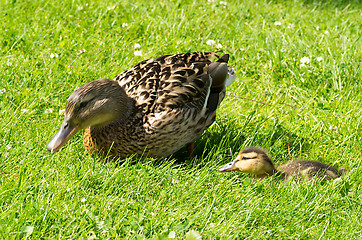 Image showing Ducks