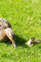 Image showing Ducks