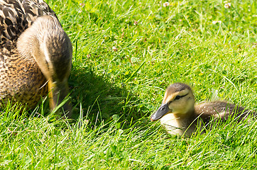 Image showing Ducks